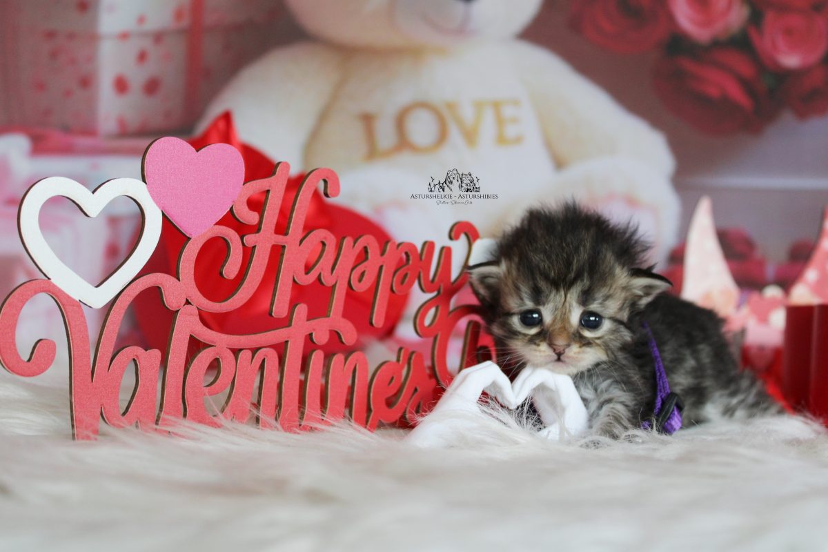 Hembra (Collar morado) - 3 semanas