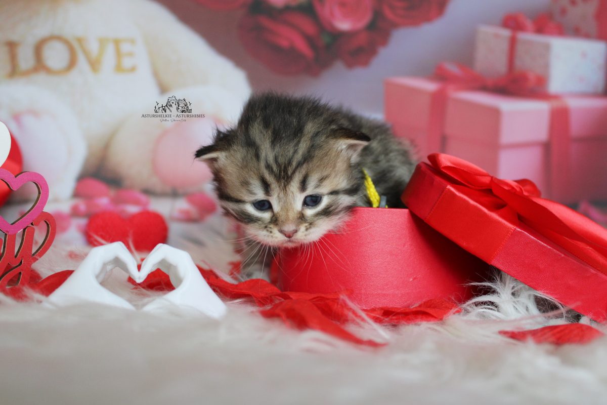 Macho (Collar amarillo) - 3 semanas