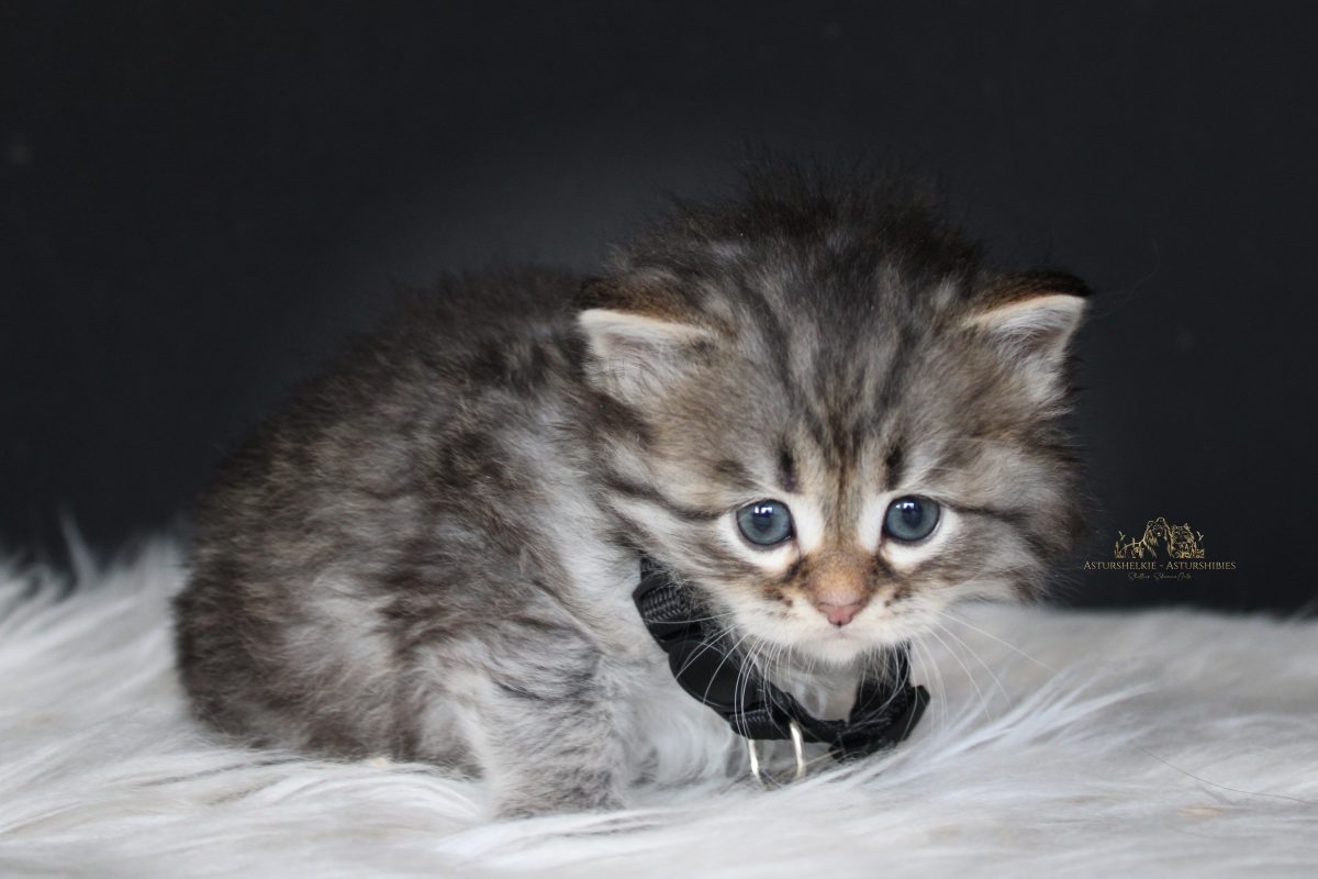 Hembra (negro) - 1 mes