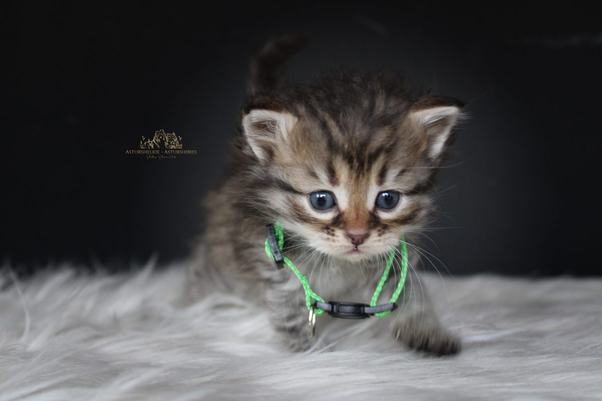 Macho (verde) - 1 mes