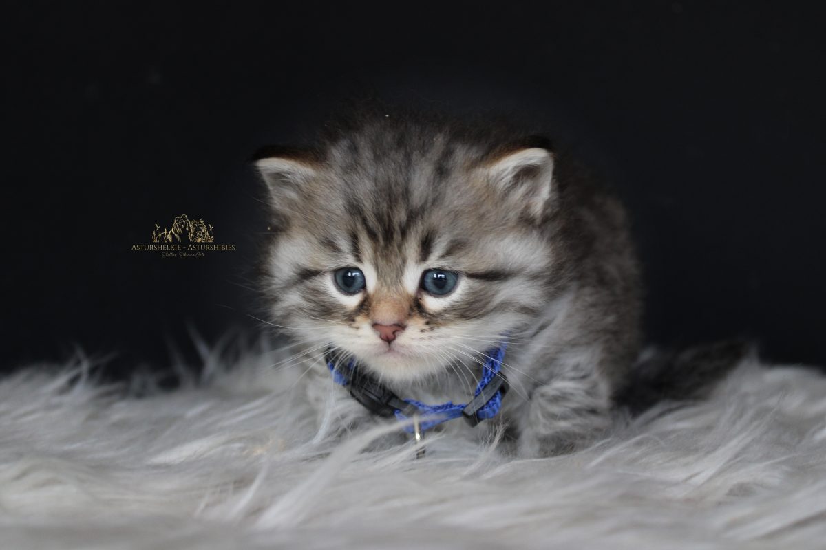 Macho (azul) - 1 mes