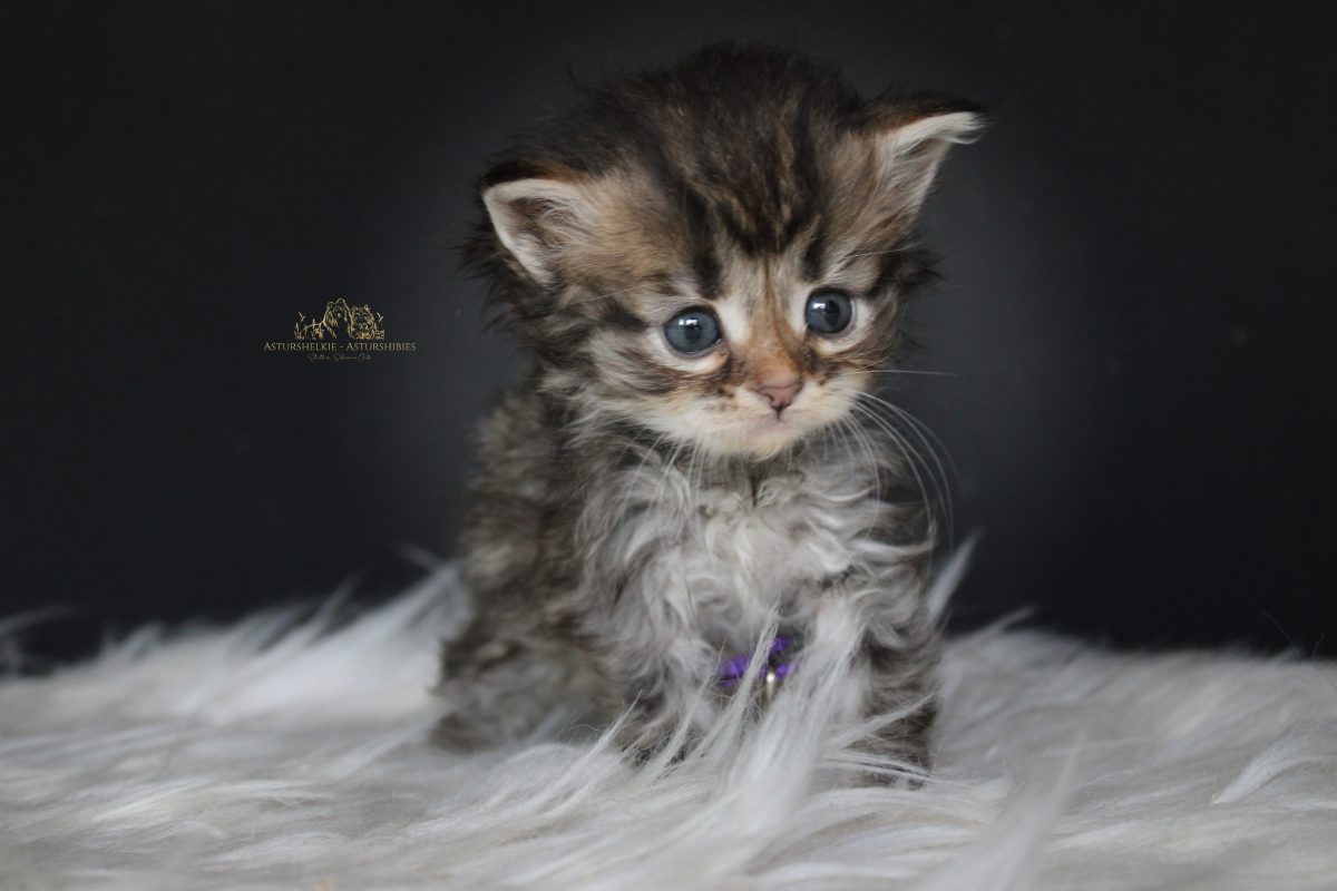 Hembra (morado) - 1 mes