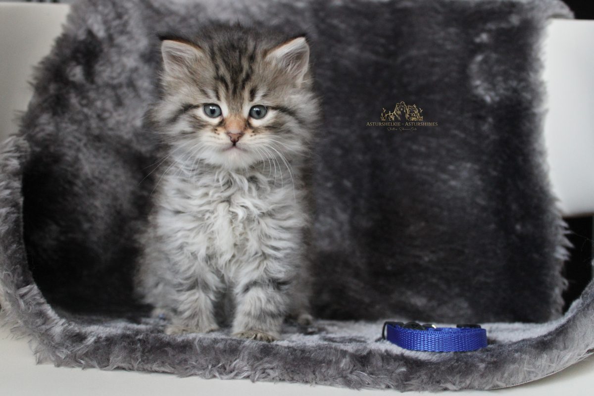 Macho (collar azul) - 6 semanas