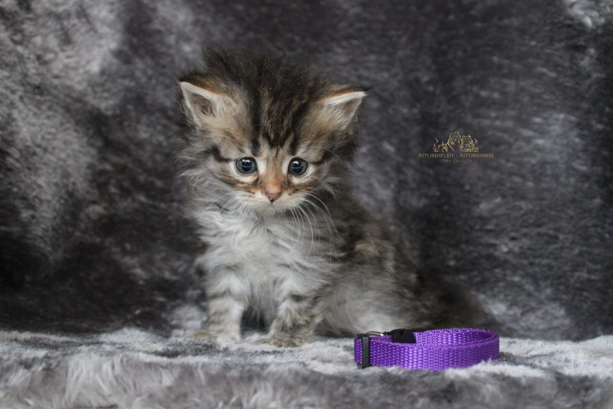 Hembra (collar morado) - 6 semanas