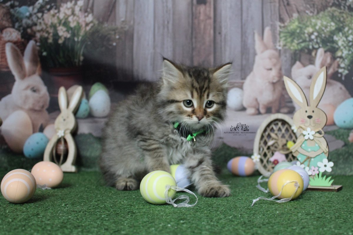 9 semanas - Macho collar verde