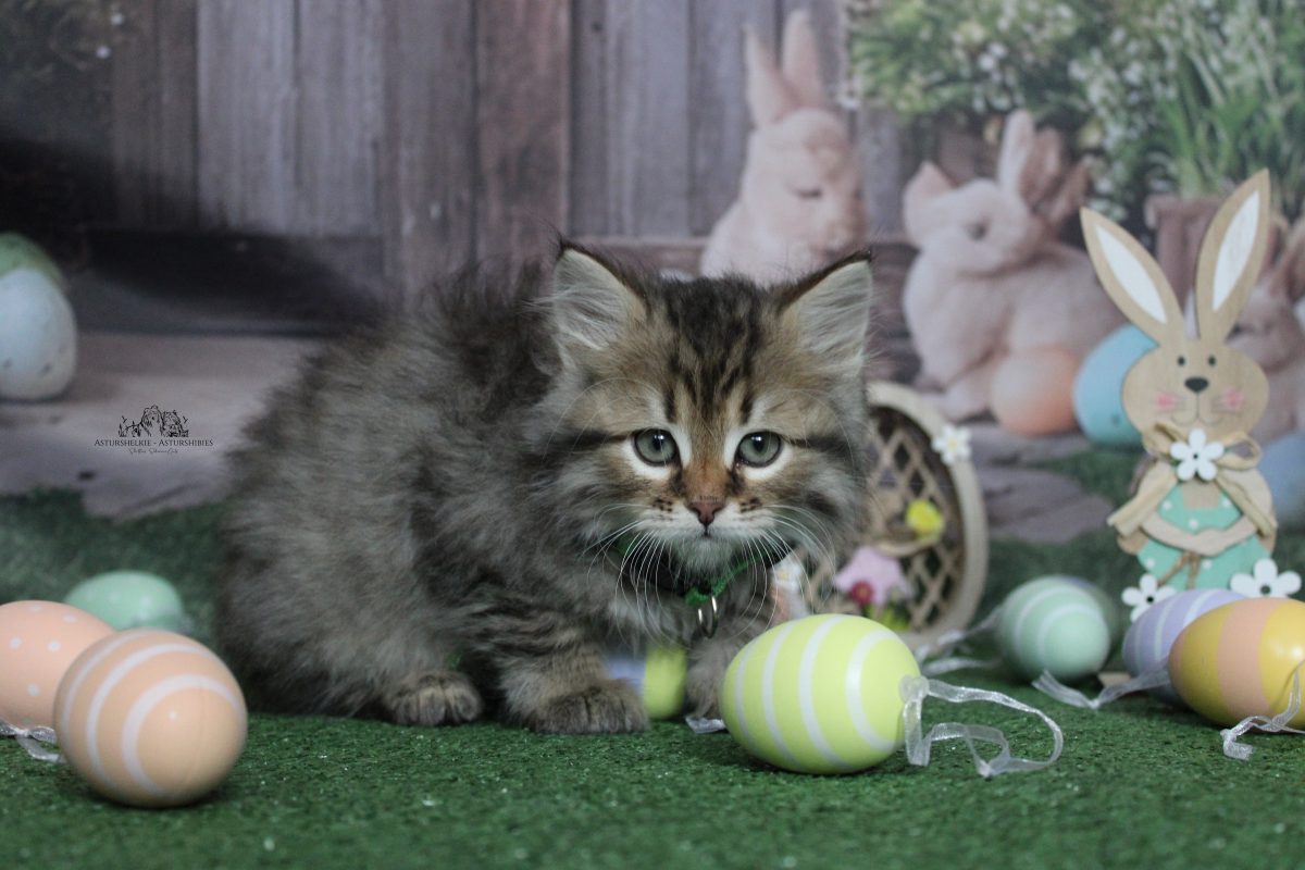 9 semanas - Macho collar verde