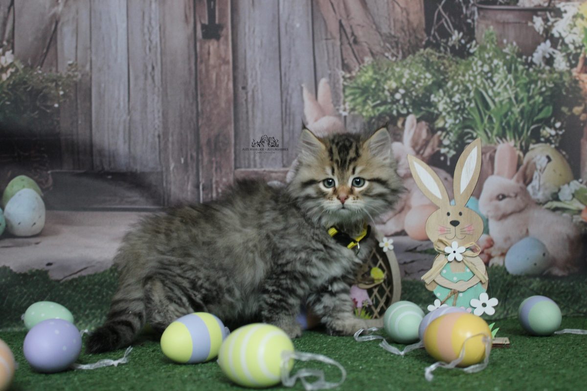 9 semanas - Macho collar amarillo