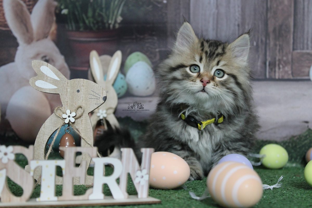 9 semanas - Macho collar amarillo