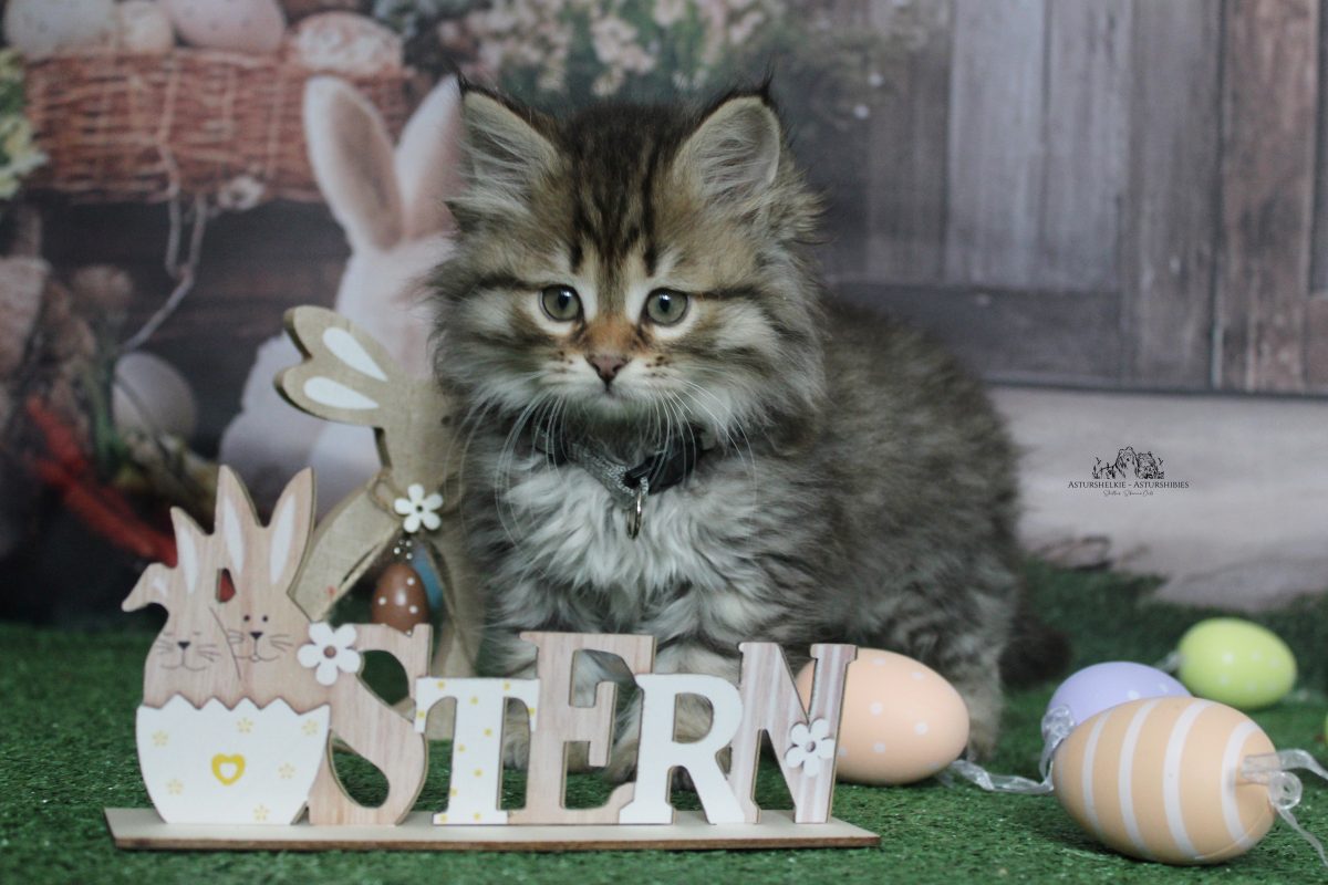 9 semanas - Hembra collar gris