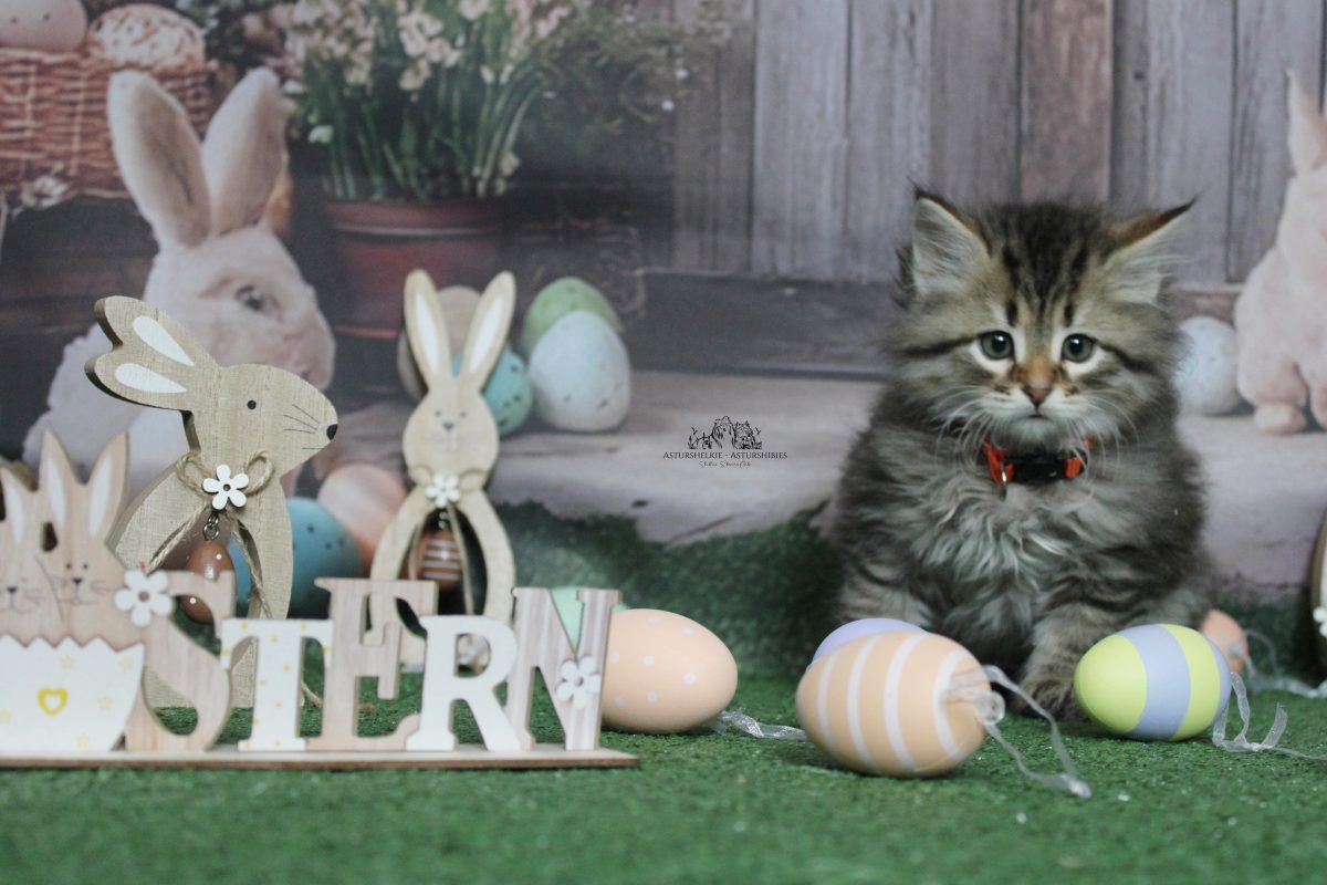 9 semanas - Macho collar naranja