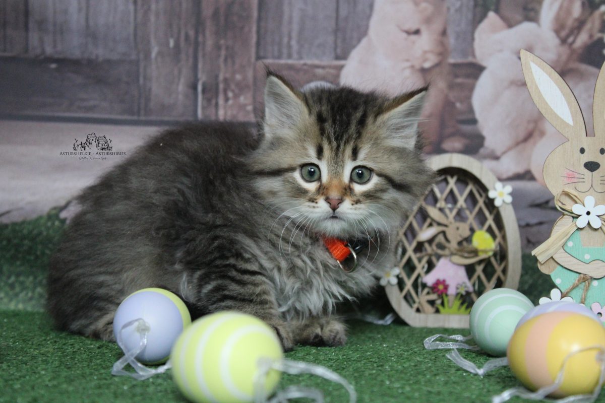 9 semanas - Macho collar naranja