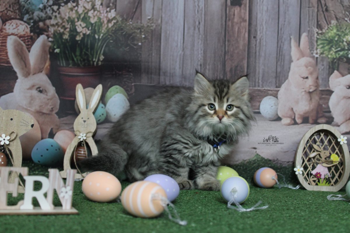 9 semanas - Macho collar azul