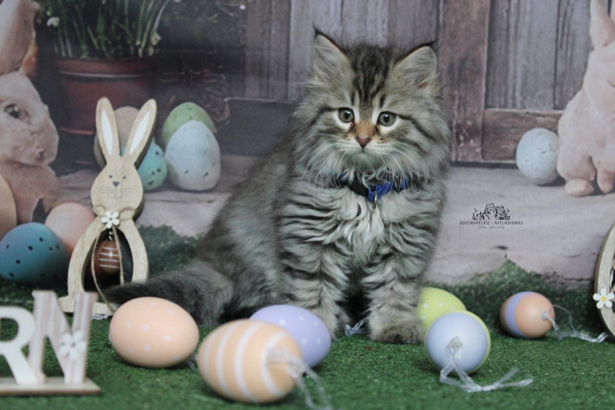 9 semanas - Macho collar azul