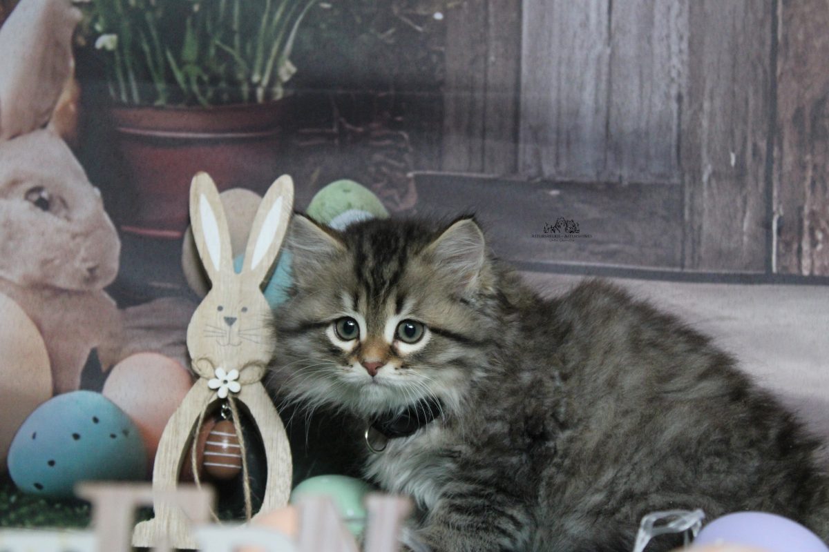 9 semanas - Hembra collar negro