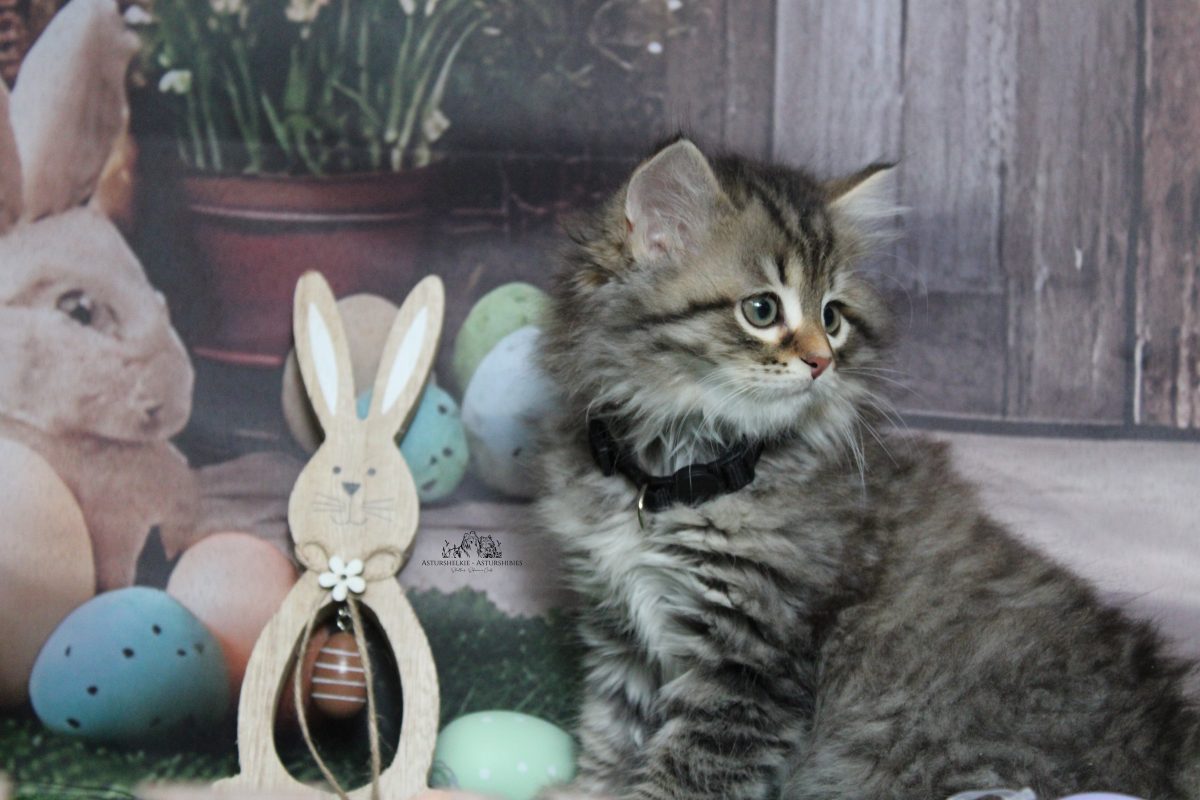 9 semanas - Hembra collar negro