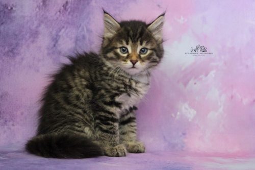 Macho brown tabby
