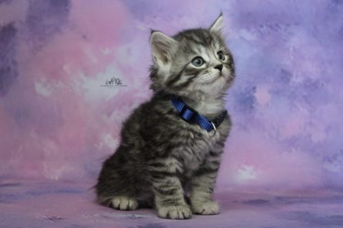 Macho collar azul