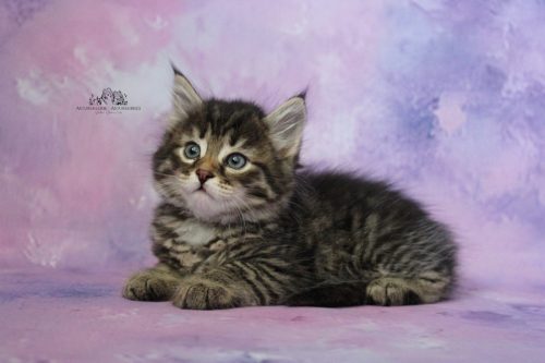 Macho brown tabby