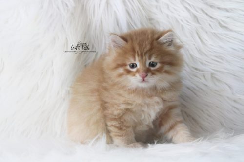 Macho Rojo Tabby - 6 semanas