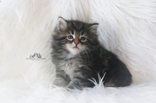 Macho Brown Tabby - 6 semanas