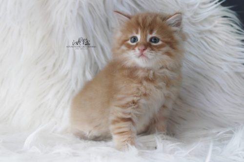 Macho rojo tabby - 6 semanas