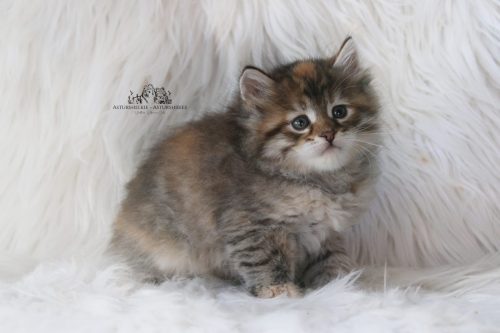 Hembra Tortie - 6 semanas