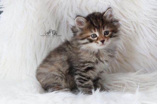 Hembra Tortie - 6 semanas