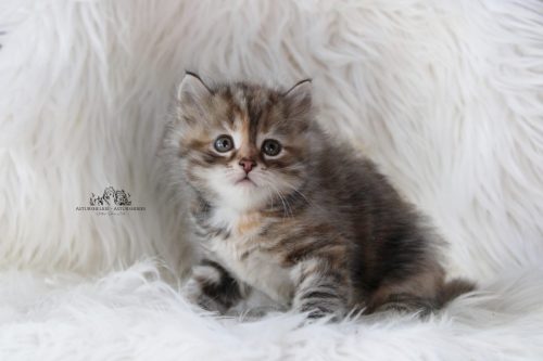 Hembra Tortie - 6 semanas