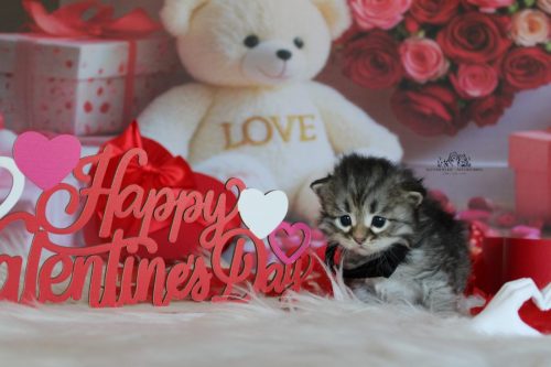 Hembra (Collar negro) - 3 semanas