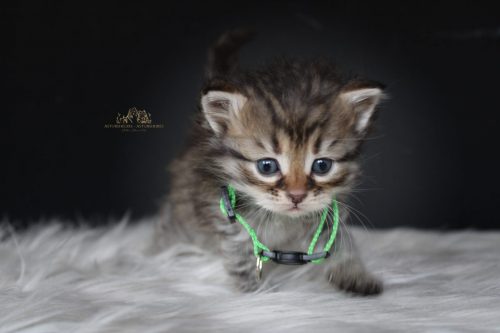 Macho (verde) - 1 mes