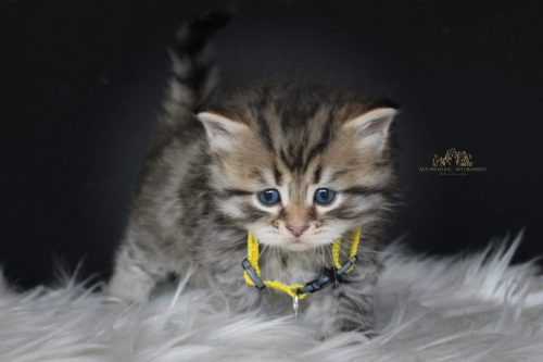 Macho (amarillo) - 1 mes