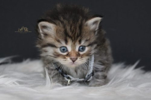 Hembra (gris) - 1 mes