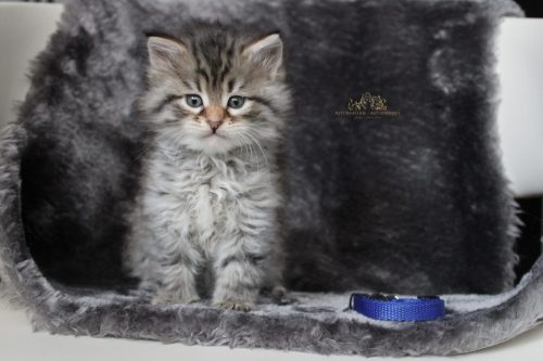 Macho (collar azul) - 6 semanas