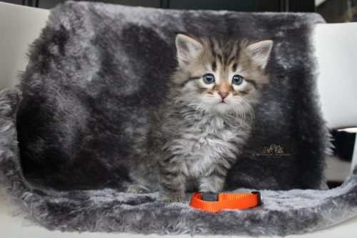 Macho (collar naranja) - 6 semanas