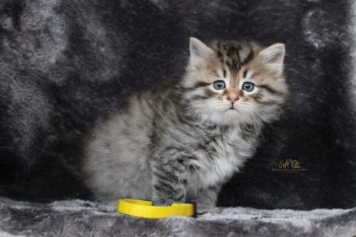 Macho (collar amarillo) - 6 semanas