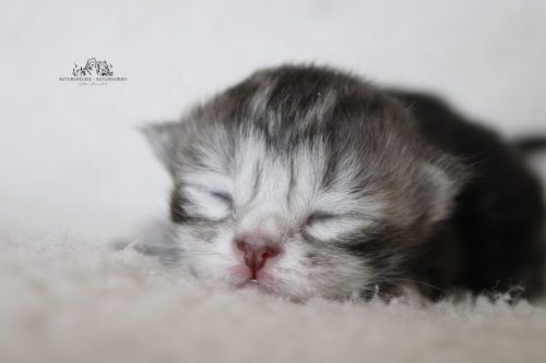 Macho black silver - 1 semana